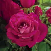 Sweet Intoxication Floribunda Rose Alternate Image 5