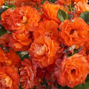 Mandarin Sunset Floribunda Rose Alternate Image 4