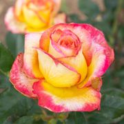 Enchanted Peace&trade; Hybrid Tea Rose Alternate Image 3