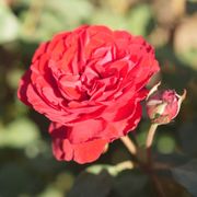 Never Been Redder Floribunda Rose Alternate Image 4