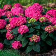 Hydrangea Endless Summer&reg; Summer Crush&reg; Bigleaf Hydrangea Alternate Image 2