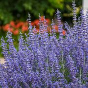 Perovskia 'Denim 'n Lace' Russian Sage Alternate Image 3