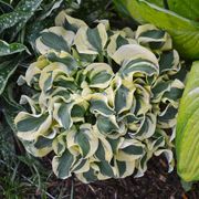 Hosta 'Mini Skirt' Plantain Lily Alternate Image 1