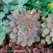 Sempervivum 'Pacific Blue Ice' Hens & Chicks Alternate Image 1