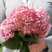 Hydrangea Invincibelle&reg; Ruby Smooth Hydrangea Alternate Image 1