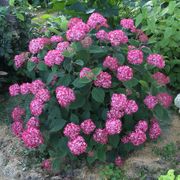 Hydrangea Invincibelle&reg; Ruby Smooth Hydrangea Alternate Image 3
