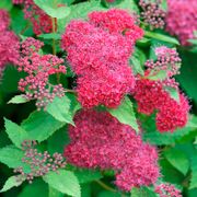 Spiraea Double Play Doozie&reg; Thumb