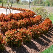 Spiraea Double Play Doozie&reg; Alternate Image 4