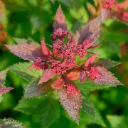 Spiraea Double Play Doozie&reg; Alternate Image 5