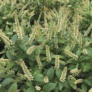 Itea Fizzy Mizzy&trade; Sweetspire Thumb