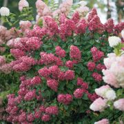 Hydrangea Fire Light&reg; Panicle Hydrangea Thumb