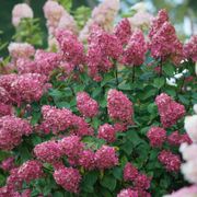 Hydrangea Fire Light&reg; Panicle Hydrangea Alternate Image 1