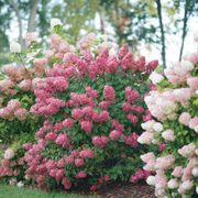 Hydrangea Fire Light&reg; Panicle Hydrangea Alternate Image 2