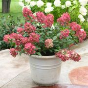Hydrangea Fire Light&reg; Panicle Hydrangea Alternate Image 3