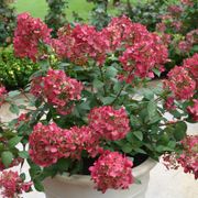 Hydrangea Fire Light&reg; Panicle Hydrangea Alternate Image 4