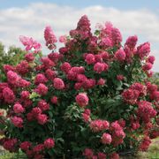 Hydrangea Fire Light&reg; Panicle Hydrangea Alternate Image 5