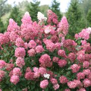 Hydrangea Fire Light&reg; Panicle Hydrangea Alternate Image 6