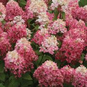 Hydrangea Fire Light&reg; Panicle Hydrangea Alternate Image 7