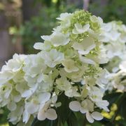 Hydrangea Fire Light&reg; Panicle Hydrangea Alternate Image 8