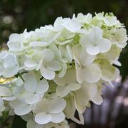Hydrangea Fire Light&reg; Panicle Hydrangea Alternate Image 9