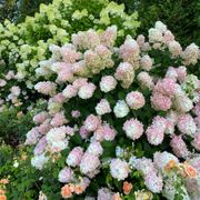 Hydrangea Fire Light&reg; Panicle Hydrangea Alternate Image 10