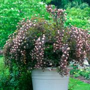 Physocarpus Summer Wine&reg; Ninebark Alternate Image 2