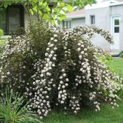 Physocarpus Summer Wine&reg; Ninebark Alternate Image 3