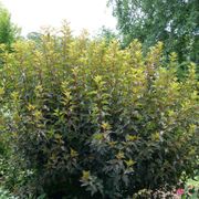 Physocarpus Summer Wine&reg; Ninebark Alternate Image 4