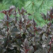 Physocarpus Summer Wine&reg; Ninebark Alternate Image 5