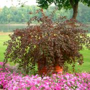 Physocarpus Summer Wine&reg; Ninebark Alternate Image 6