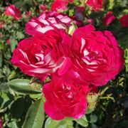 Magenta Magic Floribunda Rose Alternate Image 1