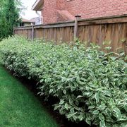 Cornus Ivory Halo&reg; Thumb