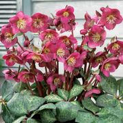 Helleborus Frostkiss&reg; Anna's Red Hellebore Alternate Image 1