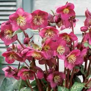 Helleborus Frostkiss&reg; Anna's Red Hellebore Alternate Image 2