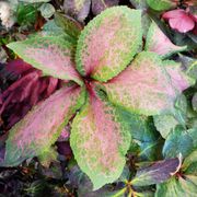 Helleborus Frostkiss&reg; Anna's Red Hellebore Alternate Image 3