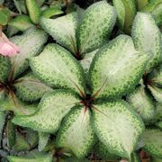 Helleborus Frostkiss&reg; Molly's White Hellebore Alternate Image 2