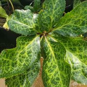 Helleborus Frostkiss&reg; Pippa's Purple&reg; Hellebore Thumb