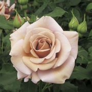 Koko Loko&trade; Floribunda Rose Thumb