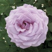 Koko Loko&trade; Floribunda Rose Alternate Image 1