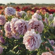 Koko Loko&trade; Floribunda Rose Alternate Image 2