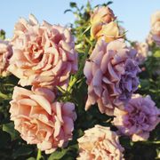 Koko Loko&trade; Floribunda Rose Alternate Image 3