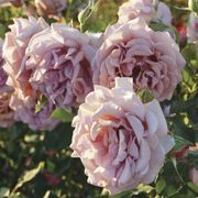 Koko Loko&trade; Floribunda Rose Alternate Image 4