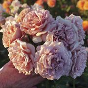 Koko Loko&trade; Floribunda Rose Alternate Image 5