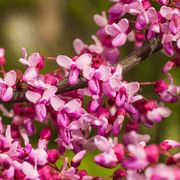 Cercis 'Alley Cat' Redbud Alternate Image 1