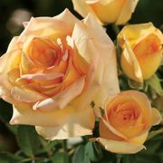 Welcome Home Hybrid Tea Rose Alternate Image 2