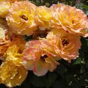 Ruffled Romance Floribunda Rose Thumb