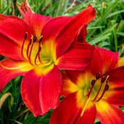 Hemerocallis 'Christmas Time' Daylily Alternate Image 3