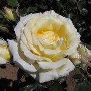 Big Ben Climbing Rose Thumb