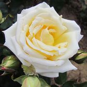 Big Ben Climbing Rose Alternate Image 1