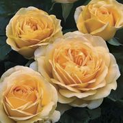 Golden Zest Shrub Rose Alternate Image 1